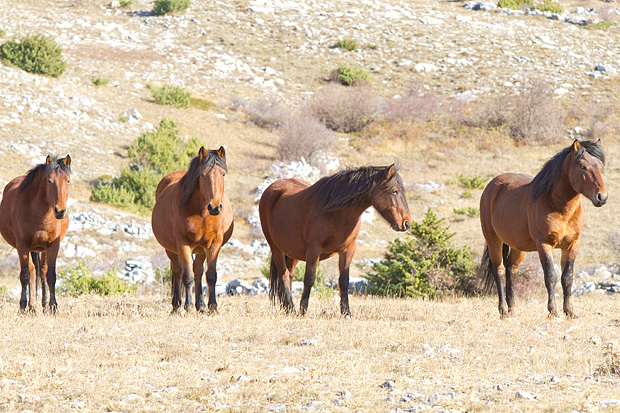 Velebitski divlji konji, Foto: Leo Banić