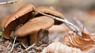 Lička jesen u znaku gljiva, Foto: Leo Banić