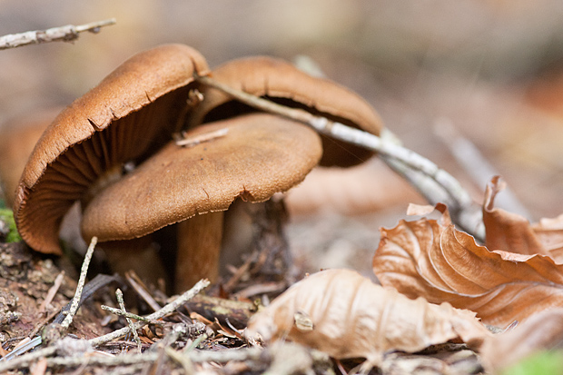 Lička jesen u znaku gljiva, Foto: Leo Banić
