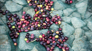 Berba maslina u Lunu, foto: V. Pesic