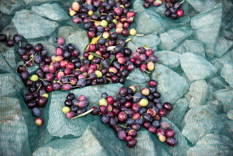 Berba maslina u Lunu, foto: V. Pesic