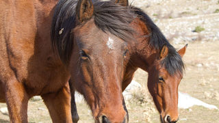 Velebitski divlji konji, Foto: Leo Banić