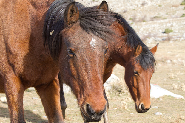 Velebitski divlji konji, Foto: Leo Banić