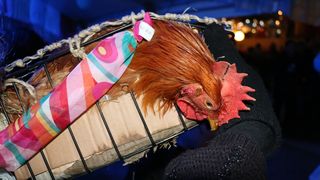 Nedjeljne maškare na Viru Nedjeljne maškare na Viru