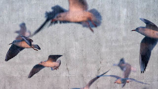 Moj galebe by Leo Banić