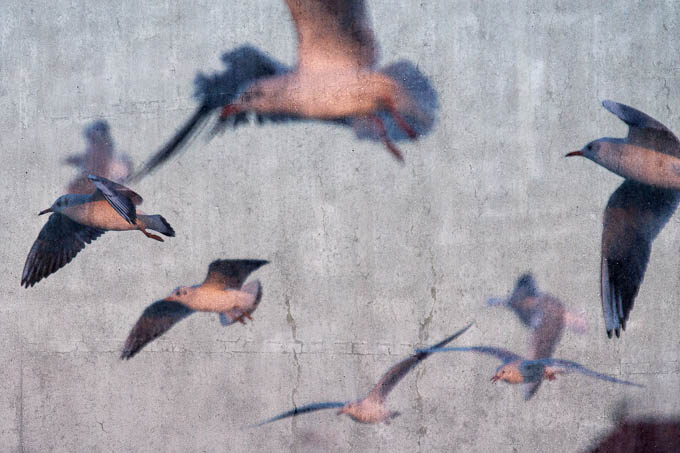 Moj galebe by Leo Banić