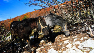 Đir do Zavižana, sjeverni Velebit, foto: Leo Banić