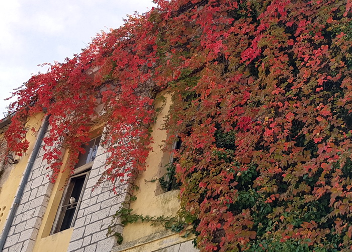 Boje zadarske jeseni. Foto: Mladen Malik