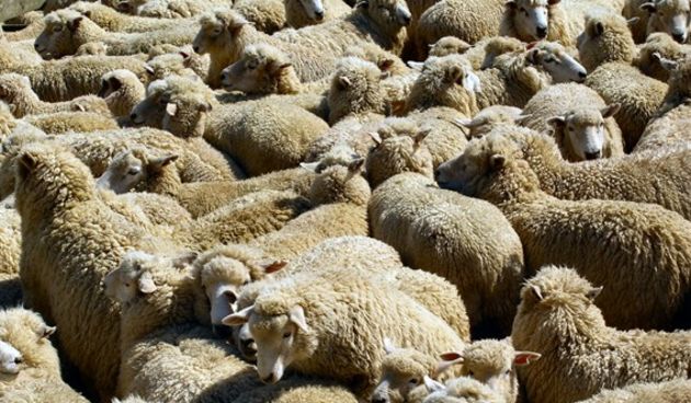 ovce, foto: tportal