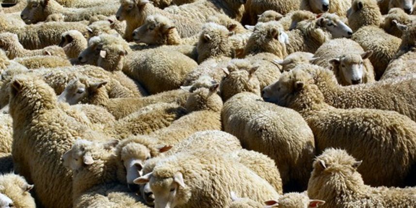 ovce, foto: tportal ovce, foto: tportal