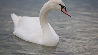 Labudovi u Bibinjama 10. siječnja 2013, Foto: Leo Banić