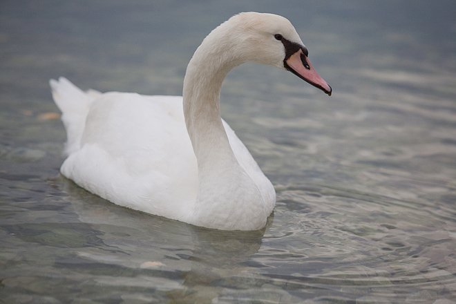 Labudovi u Bibinjama 10. siječnja 2013, Foto: Leo Banić
