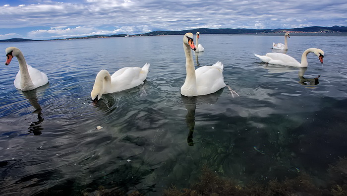 Labudovi u Bibinjama 12. svibnja 2013.  Foto: Roberto Lerga