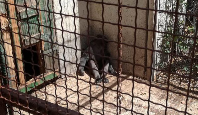 Zoološki vrt, Zaton