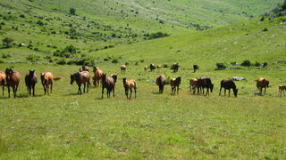 Velebit: Konji u Libinju