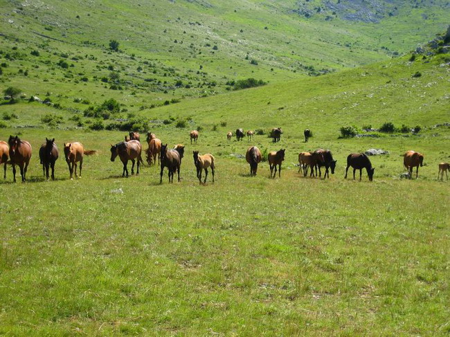 Velebit: Konji u Libinju