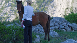 Velebitski divlji konji, Foto: Leo Banić