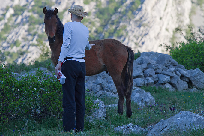 Velebitski divlji konji, Foto: Leo Banić