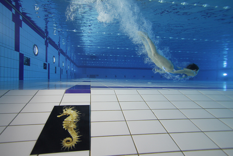 SC Višnjik: Podvodna izložba ronilačkog kluba “Roko” SC Višnjik: Podvodna izložba ronilačkog kluba “Roko”