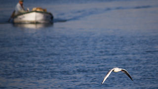 Zadarski galebovi (foto:Saša Čuka)