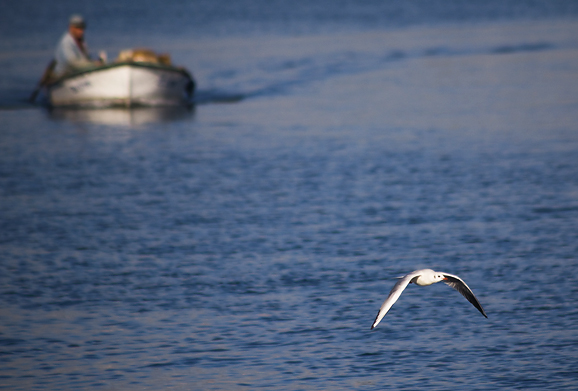Zadarski galebovi (foto:Saša Čuka)