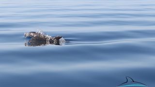 Razigrani dupini na Kornatima i kod Dugog otoka