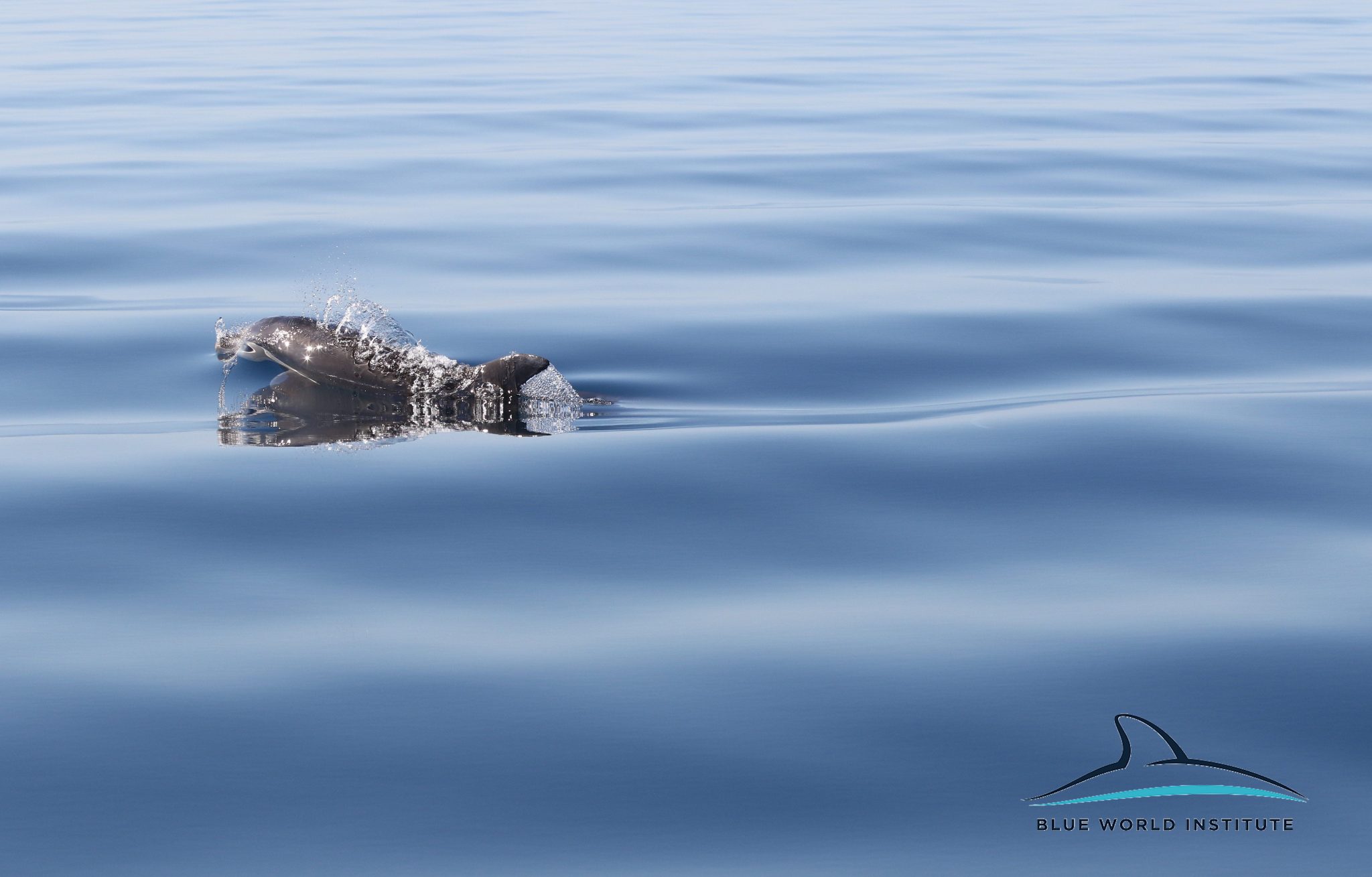 Razigrani dupini na Kornatima i kod Dugog otoka