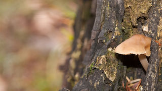 Lička jesen u znaku gljiva, Foto: Leo Banić