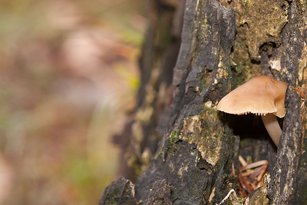 Lička jesen u znaku gljiva, Foto: Leo Banić