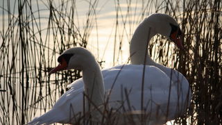 Đir uz Vransko jezero, Foto: Iva Perinić Đir uz Vransko jezero, Foto: Iva Perinić