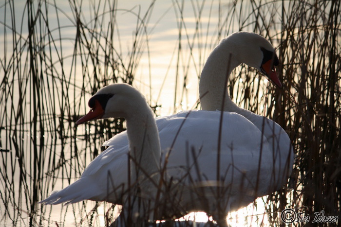 Đir uz Vransko jezero, Foto: Iva Perinić Đir uz Vransko jezero, Foto: Iva Perinić