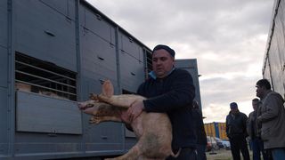 Benkovački sajam, 10. siječnja 2010. (foto: Vedran Penga)