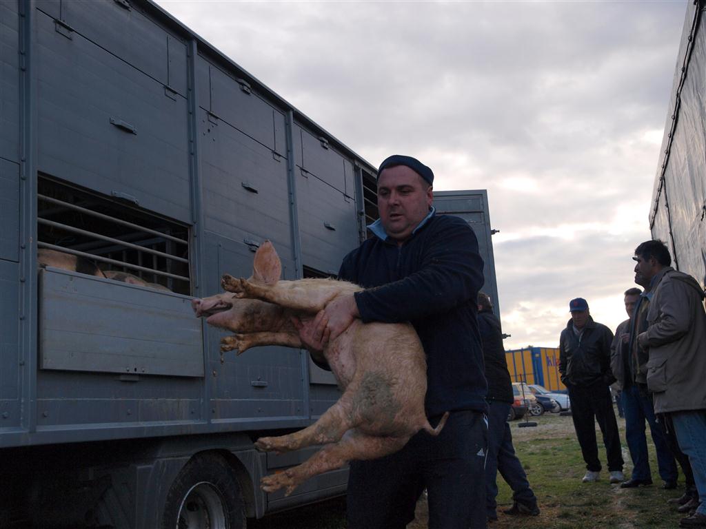 Benkovački sajam, 10. siječnja 2010. (foto: Vedran Penga)