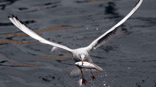 Zadar, 161110.
Galebovi su se danas za rucak odlucili za riblji meni. 
Na slici: uvala Jazine kraj zadarskog mosta.
Foto: Jure Miskovic / CROPIX