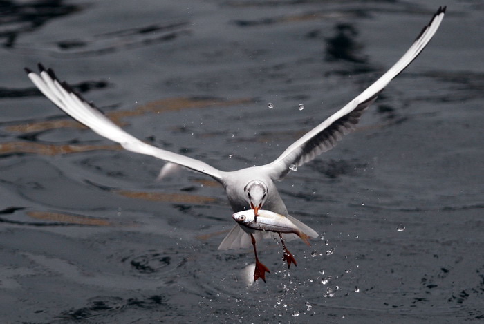 Zadar, 161110.
Galebovi su se danas za rucak odlucili za riblji meni. 
Na slici: uvala Jazine kraj zadarskog mosta.
Foto: Jure Miskovic / CROPIX