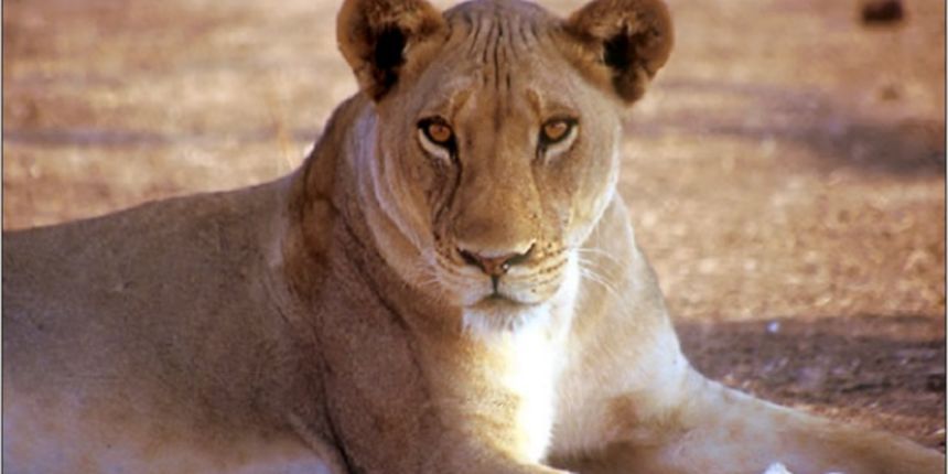 Lavica, foto: www.sarajevotimes.com