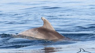 Razigrani dupini na Kornatima i kod Dugog otoka