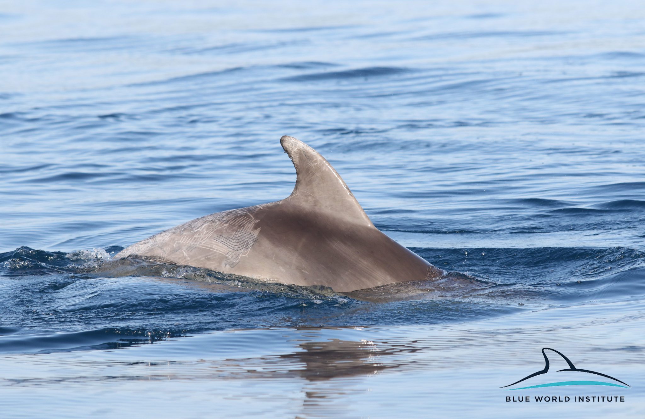 Razigrani dupini na Kornatima i kod Dugog otoka