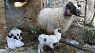 Kaštel Žegarski: Ovca potjerala vuka i ojanjila dva janjčića