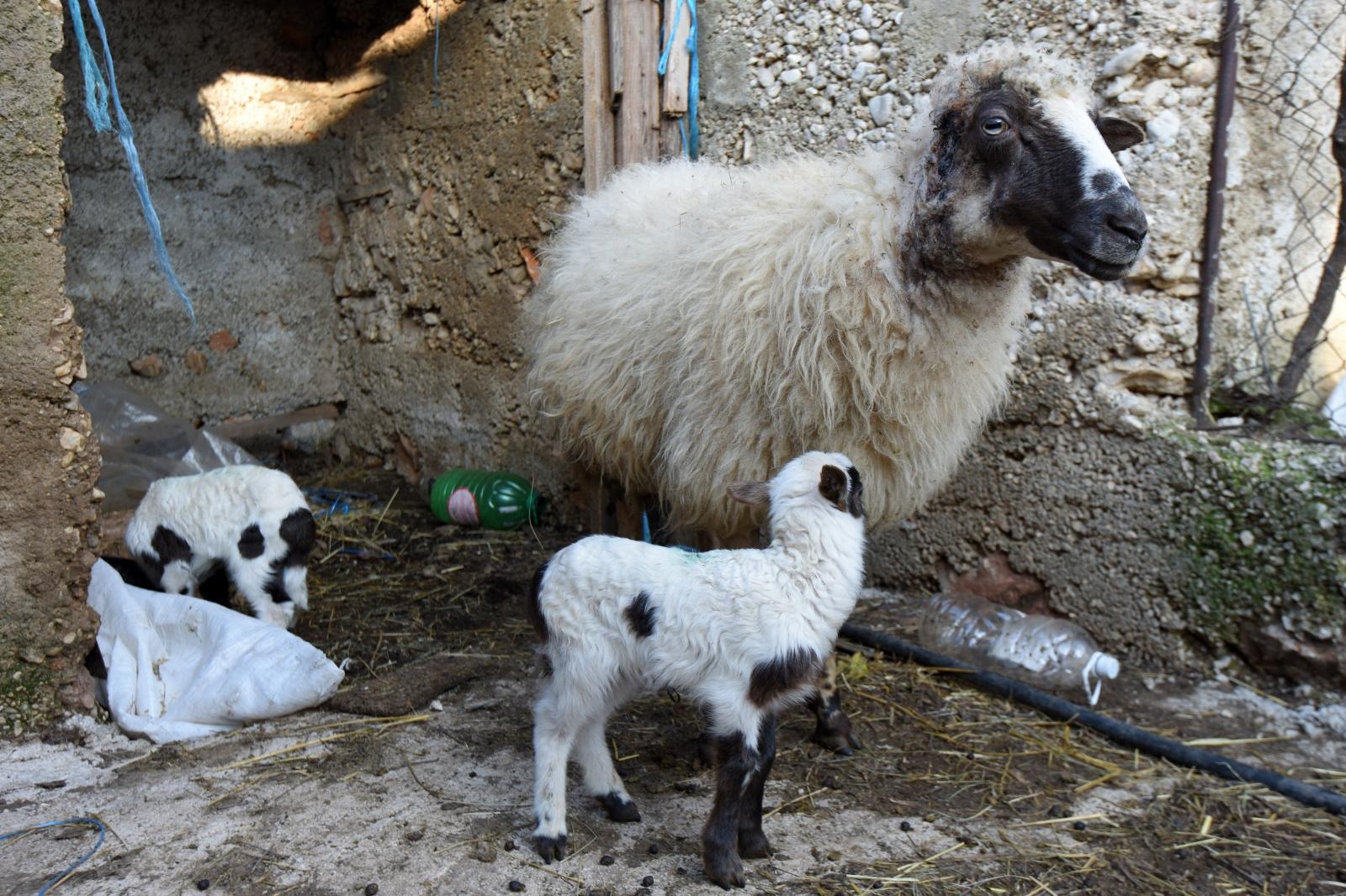Kaštel Žegarski: Ovca potjerala vuka i ojanjila dva janjčića