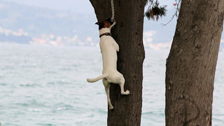 Subotnji šušur u gradu 27. travnja 2013. Foto: Mia Čop Subotnji šušur u gradu 27. travnja 2013. Foto: Mia Čop