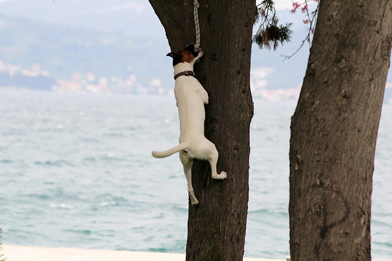 Subotnji šušur u gradu 27. travnja 2013. Foto: Mia Čop Subotnji šušur u gradu 27. travnja 2013. Foto: Mia Čop