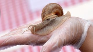 U sklopu Benkovackog kulturnog ljeta Grad Benkovac i Turisticka zajednica Grada Benkovca vec cetvrtu godinu za redom organiziraju manifestaciju Puzevim korakom. Radi se o gastro manifestaciji pripreme i degustacije puzeva. Posjetitelji su imali prilike d U sklopu Benkovackog kulturnog ljeta Grad Benkovac i Turisticka zajednica Grada Benkovca vec cetvrtu godinu za redom organiziraju manifestaciju Puzevim korakom. Radi se o gastro manifestaciji pripreme i degustacije puzeva. Posjetitelji su imali prilike d