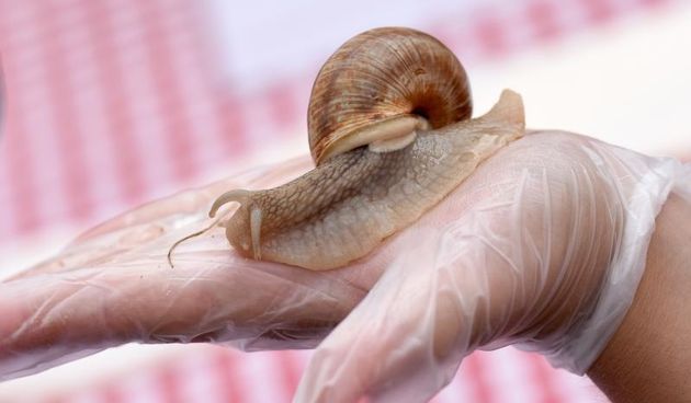 U sklopu Benkovackog kulturnog ljeta Grad Benkovac i Turisticka zajednica Grada Benkovca vec cetvrtu godinu za redom organiziraju manifestaciju Puzevim korakom. Radi se o gastro manifestaciji pripreme i degustacije puzeva. Posjetitelji su imali prilike d