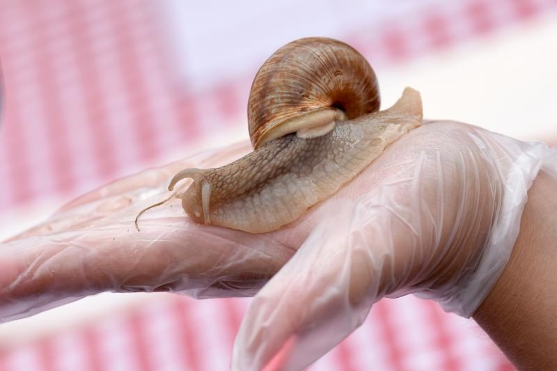 U sklopu Benkovackog kulturnog ljeta Grad Benkovac i Turisticka zajednica Grada Benkovca vec cetvrtu godinu za redom organiziraju manifestaciju Puzevim korakom. Radi se o gastro manifestaciji pripreme i degustacije puzeva. Posjetitelji su imali prilike d U sklopu Benkovackog kulturnog ljeta Grad Benkovac i Turisticka zajednica Grada Benkovca vec cetvrtu godinu za redom organiziraju manifestaciju Puzevim korakom. Radi se o gastro manifestaciji pripreme i degustacije puzeva. Posjetitelji su imali prilike d