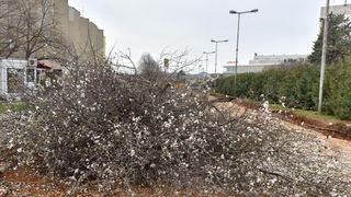 Na Bulevaru posječena stabla lipe stara 40 godina