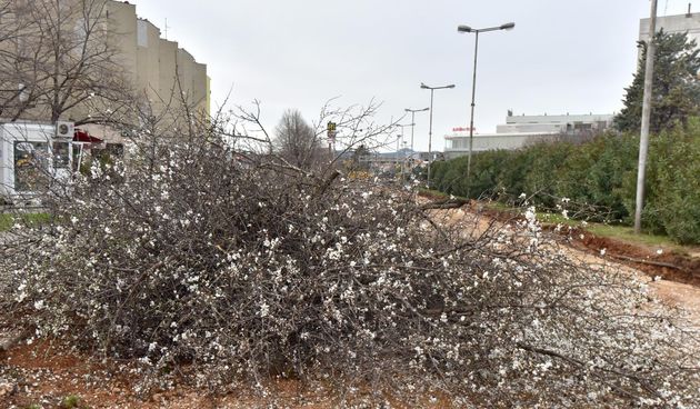 Na Bulevaru posječena stabla lipe stara 40 godina