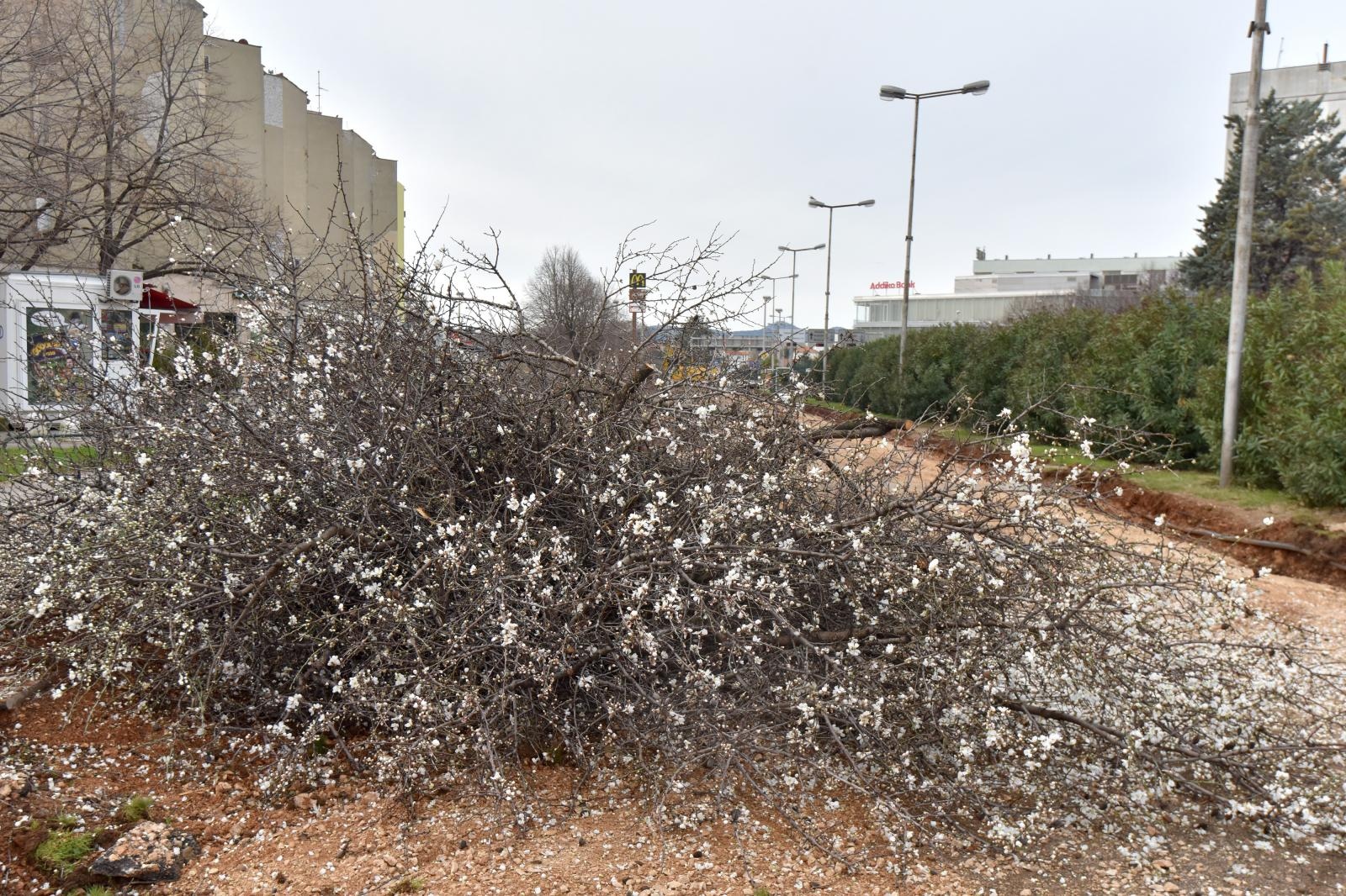 Na Bulevaru posječena stabla lipe stara 40 godina