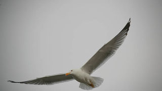 Moj galebe by Leo Banić