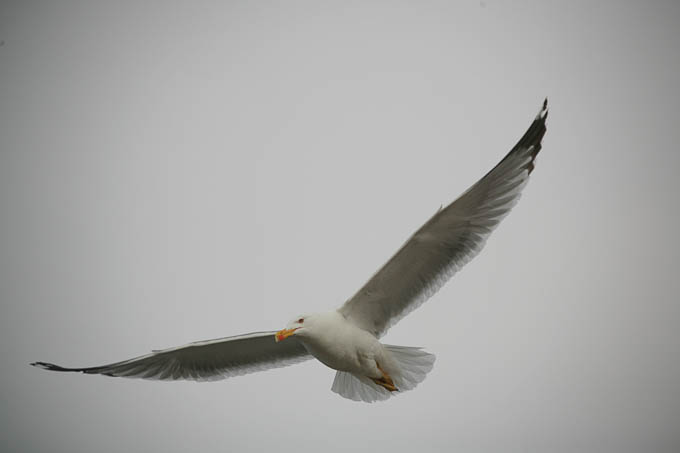 Moj galebe by Leo Banić